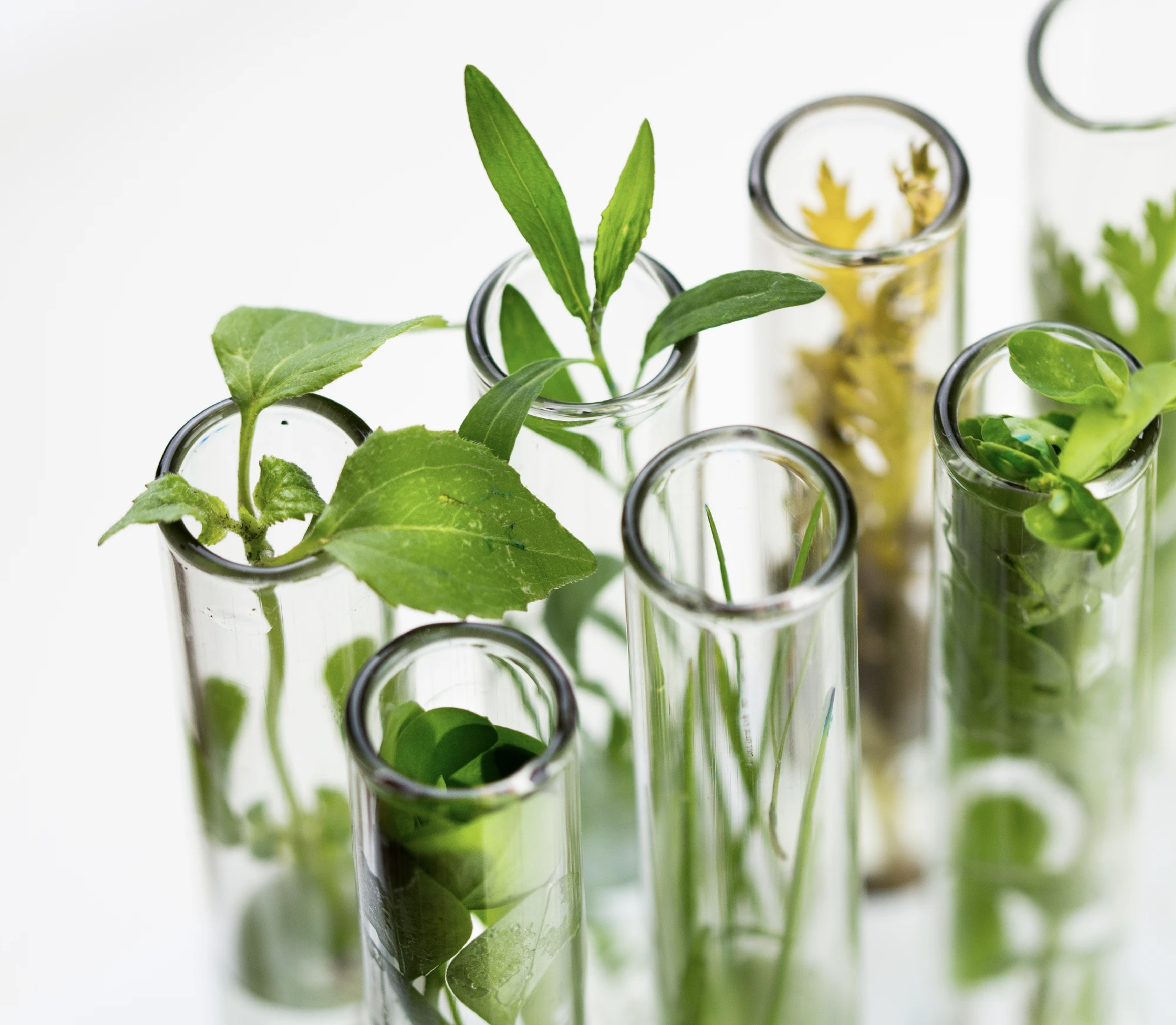 Fresh green plant cuttings placed inside clear glass test tubes on a white background.